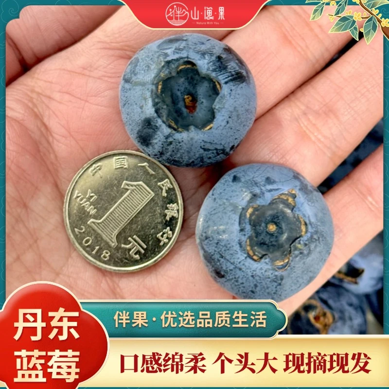 【现采现摘绵柔口感】丹东蓝莓巨无霸特大果20-28mm8甜2酸孕妇水果
