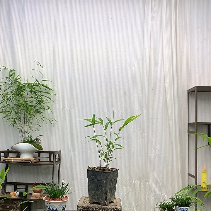 完全开放竹子绿植花卉植物