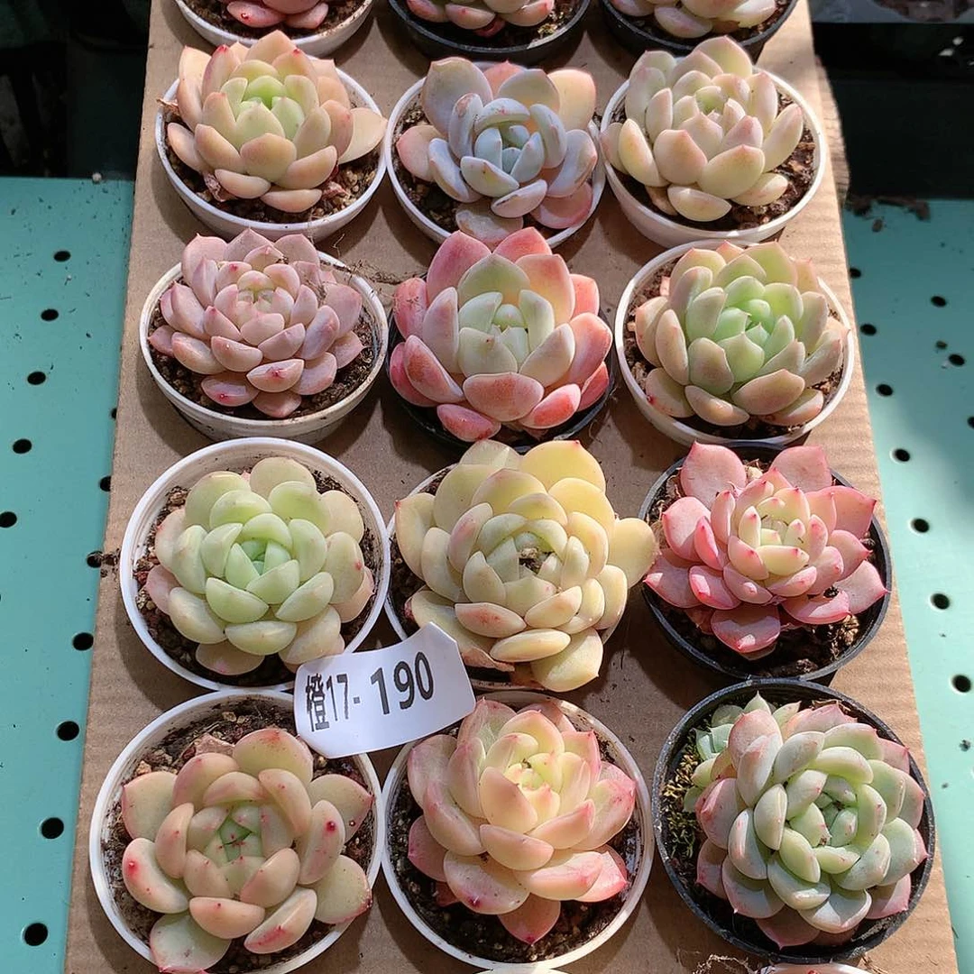 17-190一物一拍带盆18颗。