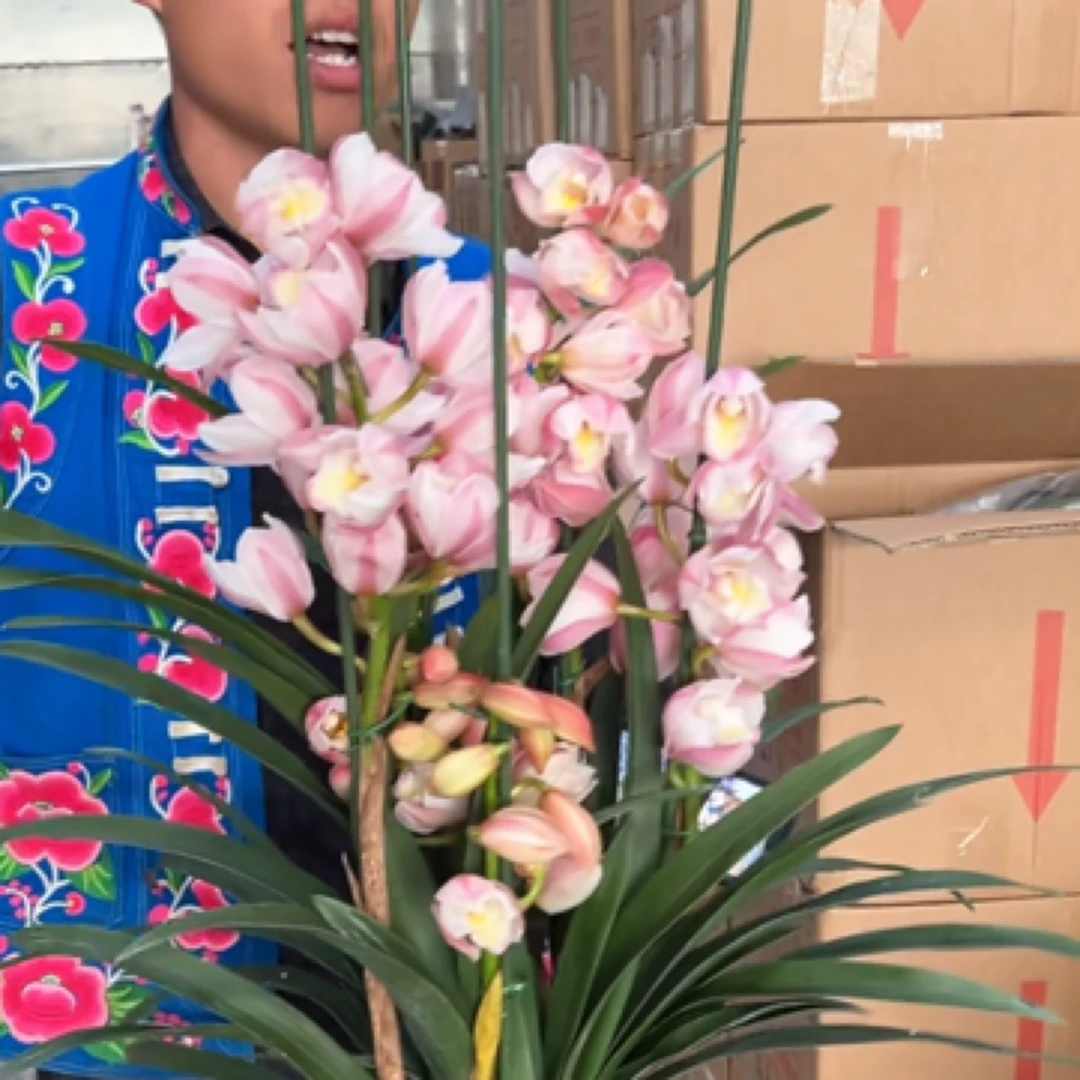 美梦----大花蕙兰盆坏不售后·保温棉不拍冻坏不售后