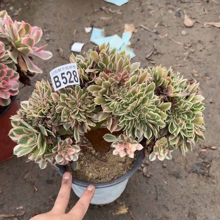 女神缀……多肉植物……