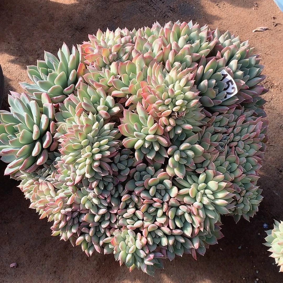 152缀化 一物一拍多肉