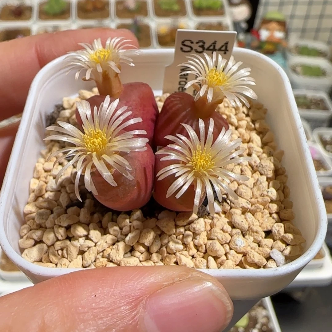 靓***丫肉锥多肉植物组合-优选水蜜桃母本有疤465