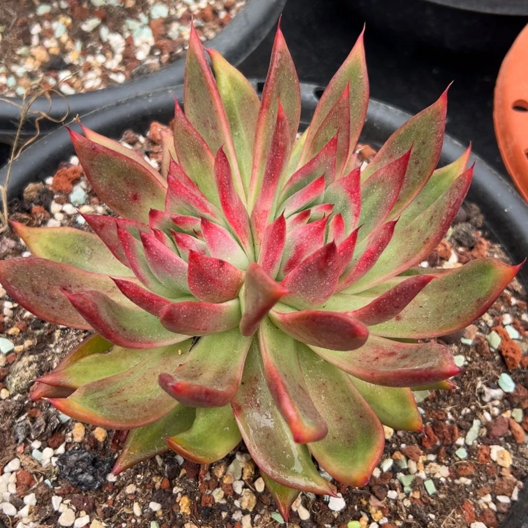 多肉植物一物一拍（17号）