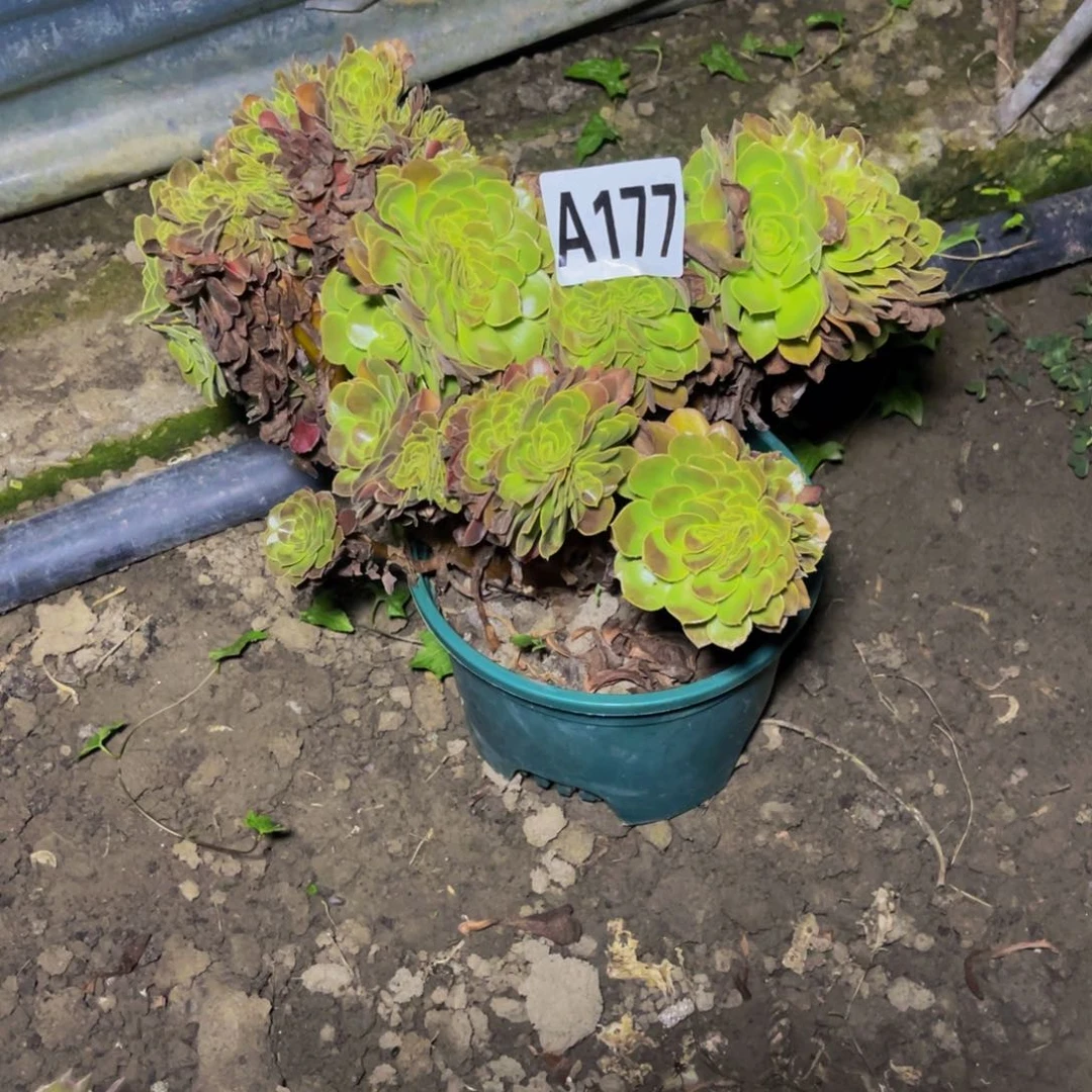 荷兰法师26——4包邮