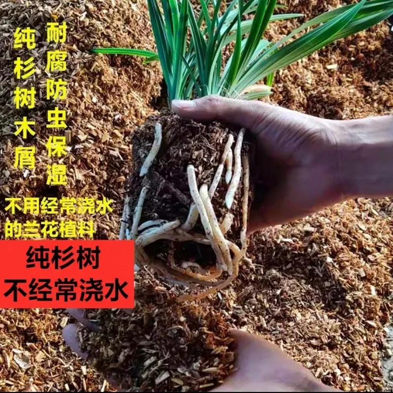 【新升级】兰花植料【营养土】养护防护套装种植肥料