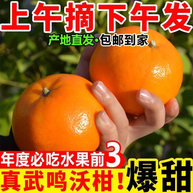 【广西武鸣沃柑】当季新鲜沃柑现摘现发皮薄多汁-旭大