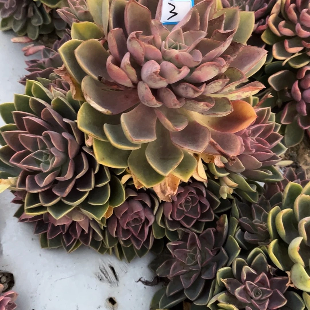 乔****3号琼斯一物一拍多肉