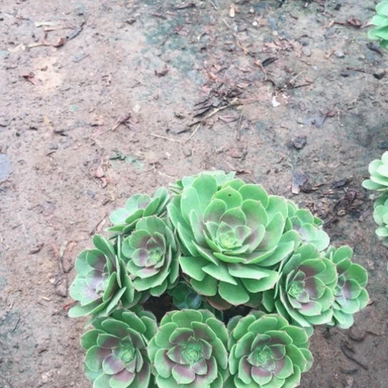 红***星万圣节法师多肉植物8