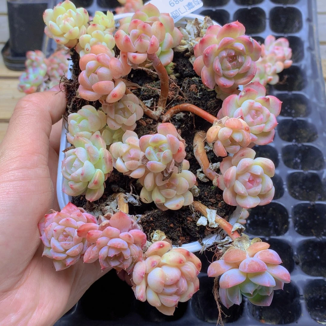 我要去买东西了啊089