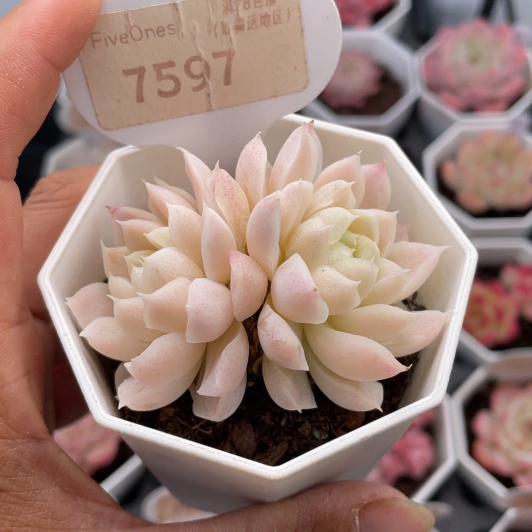 白月影7597-6.0厘米