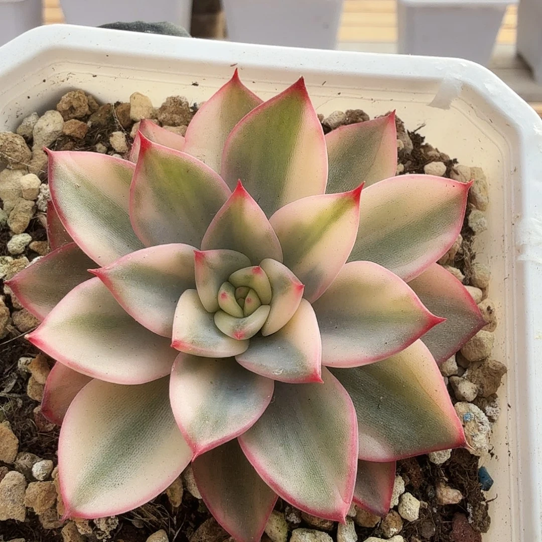1226-83东云花脸锦a