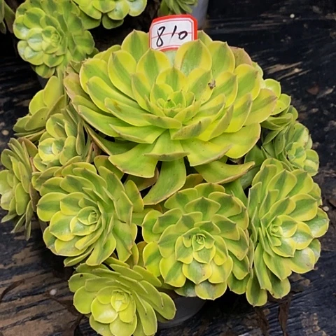 雨荷轮回老桩捧花810号