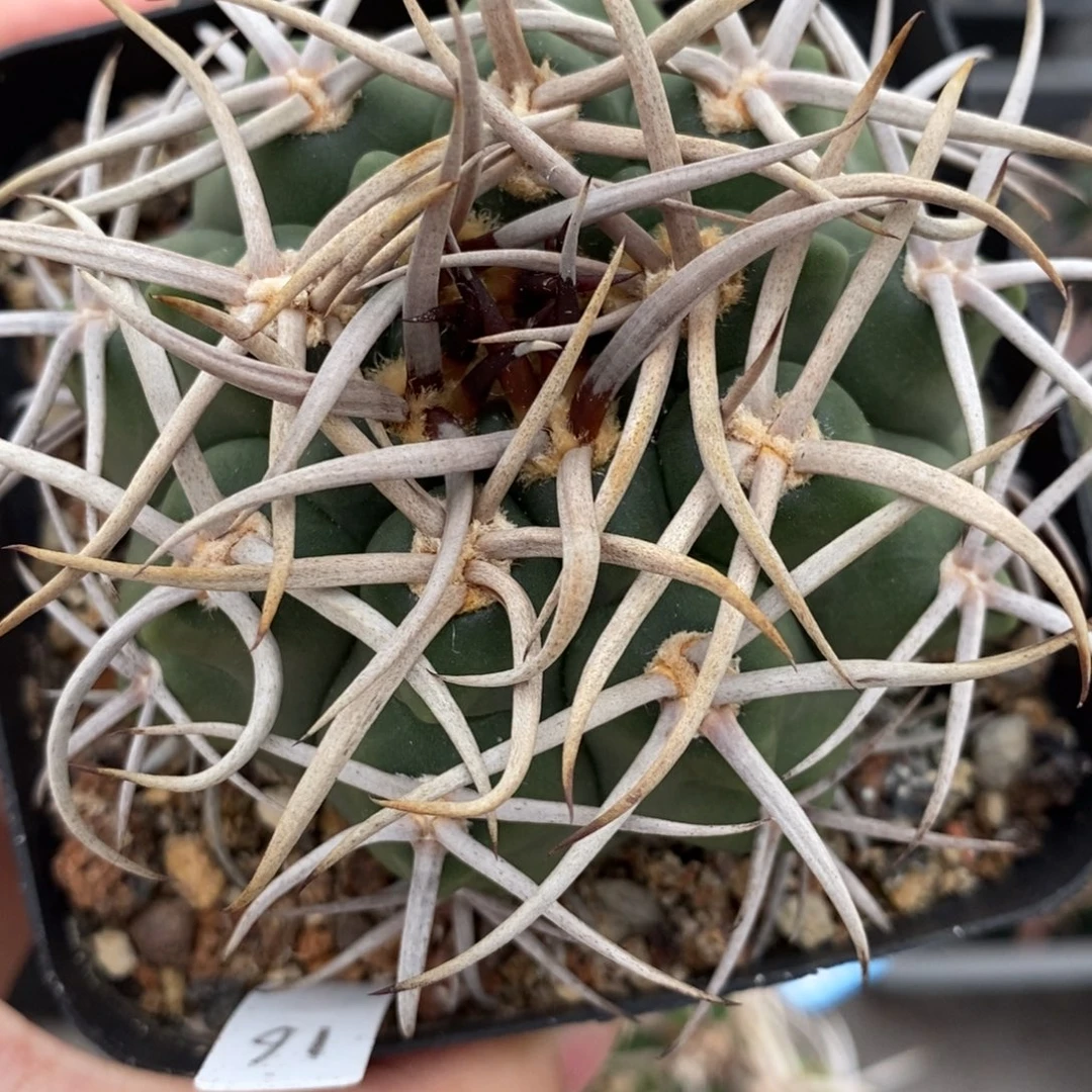 16园艺裸萼植播园艺