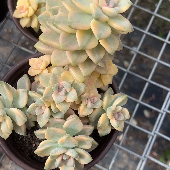 美杏锦群生多肉植物精品