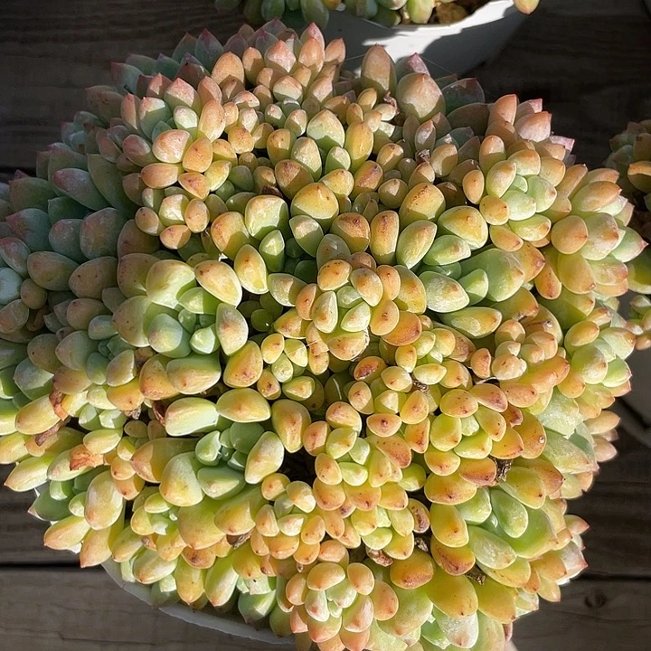 奶杂多肉植物群生