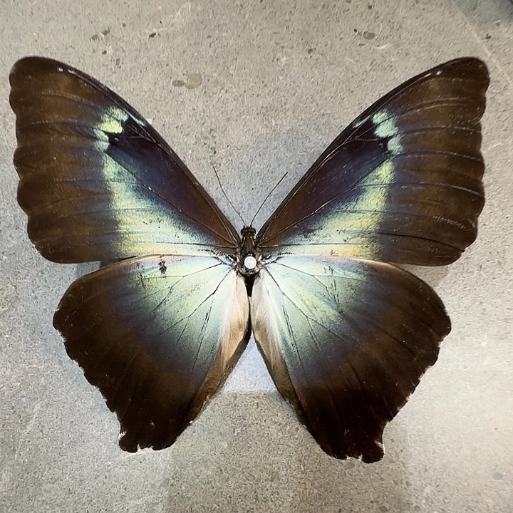 带框月神蝴蝶标本瑕疵