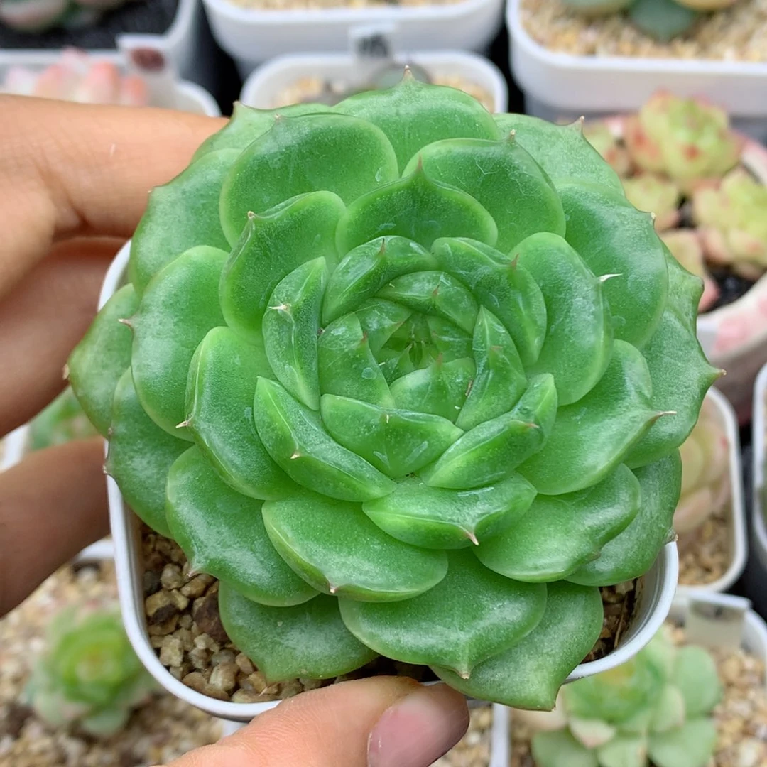 58包邮  群生不包整13