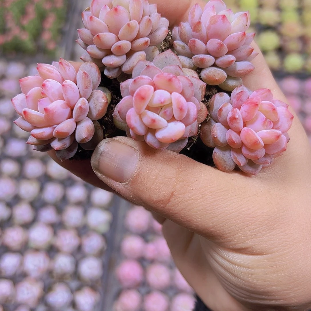 星星橙群5个19包邮