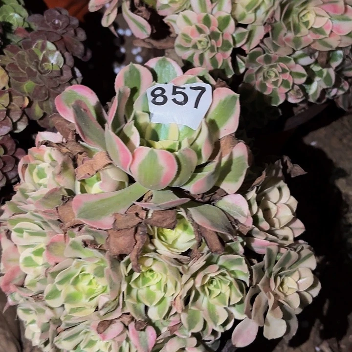 857女神多肉植物不售后