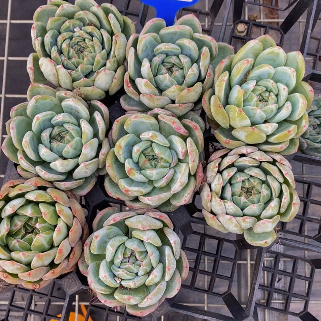 133-精品雪花珍妮单头一个