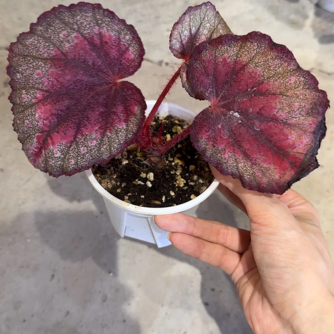 不开花植物女人的武器福利款无售后