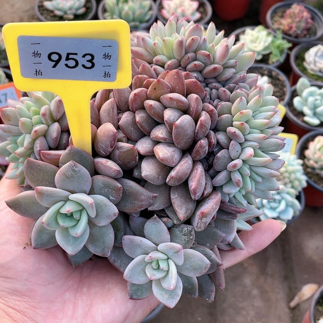【闪购商品】超*杰953号