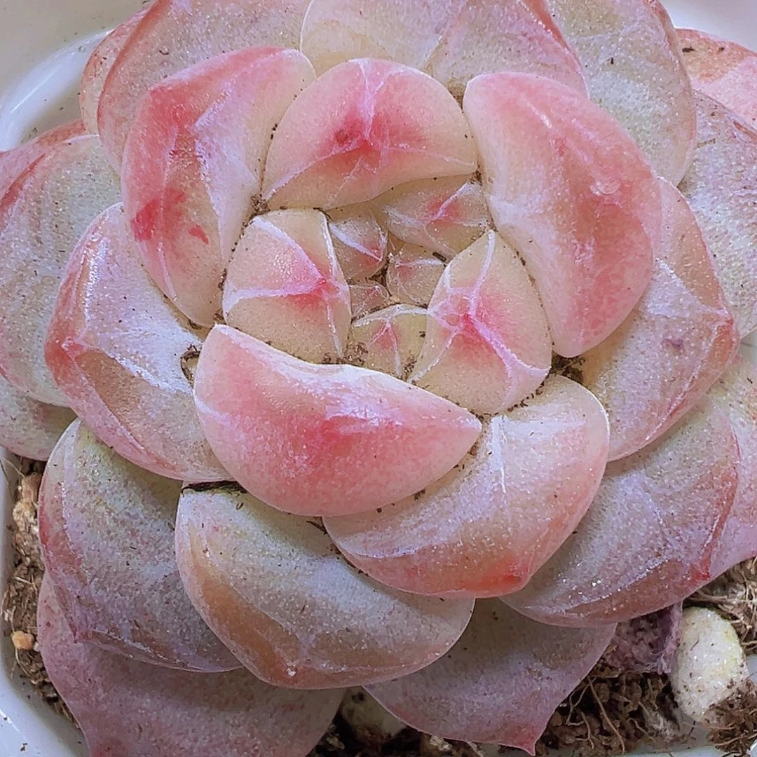 黛玉冰魄19包邮多肉植物