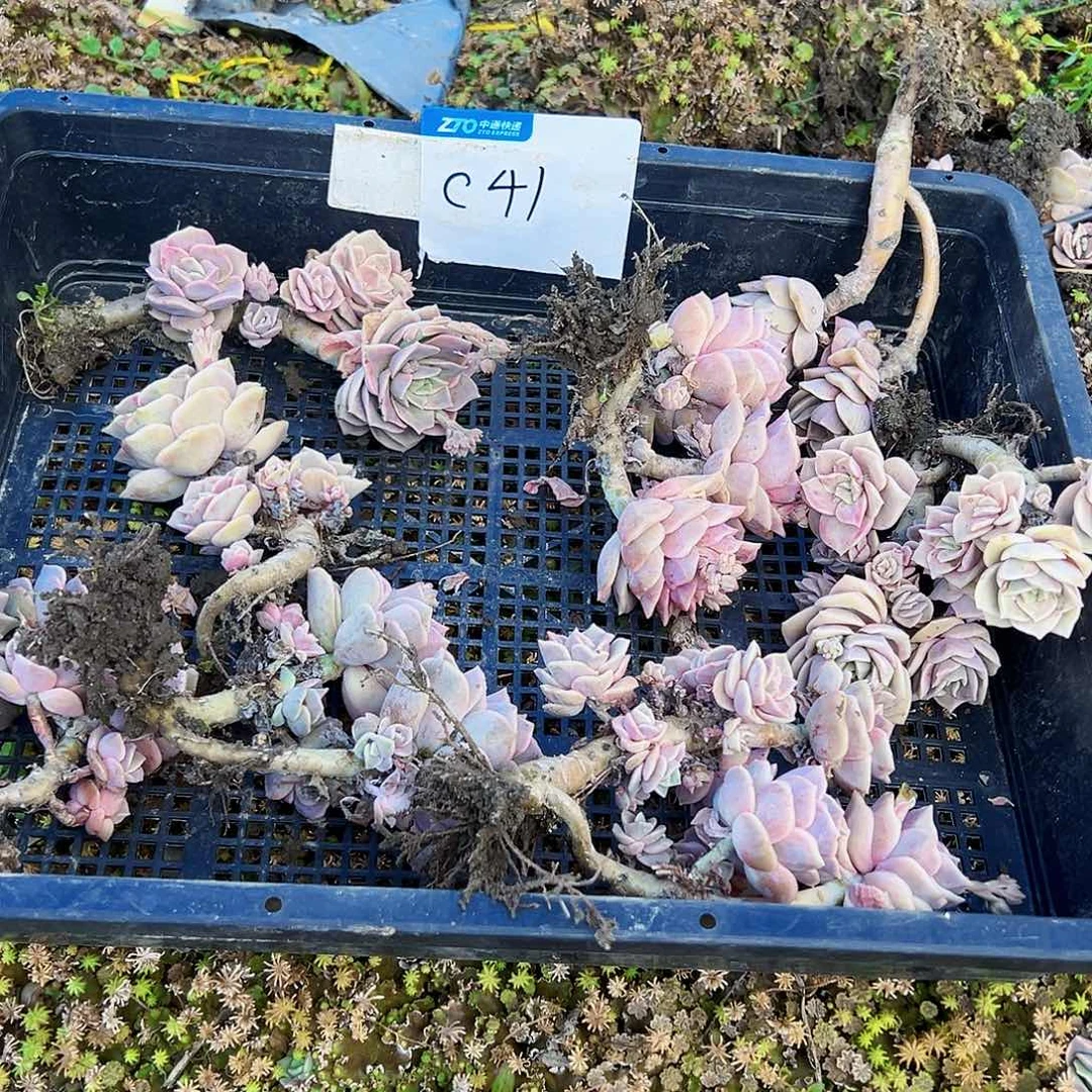 海*41号可爱不售后8颗