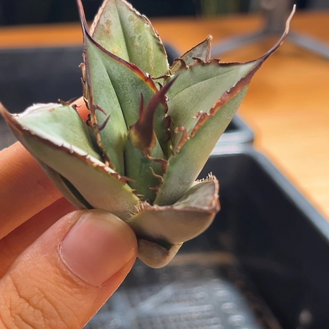 大***错龙舌兰仁王冠绿肌