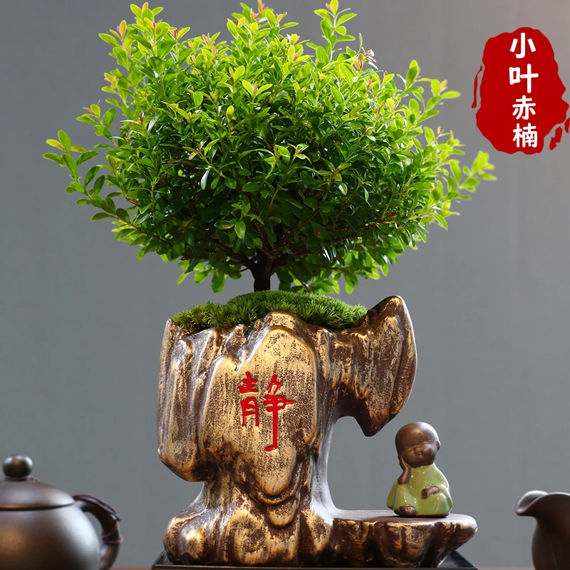 小叶赤楠老桩盆景苗植物花卉景观办公室内好养四季常青盆栽绿植苗