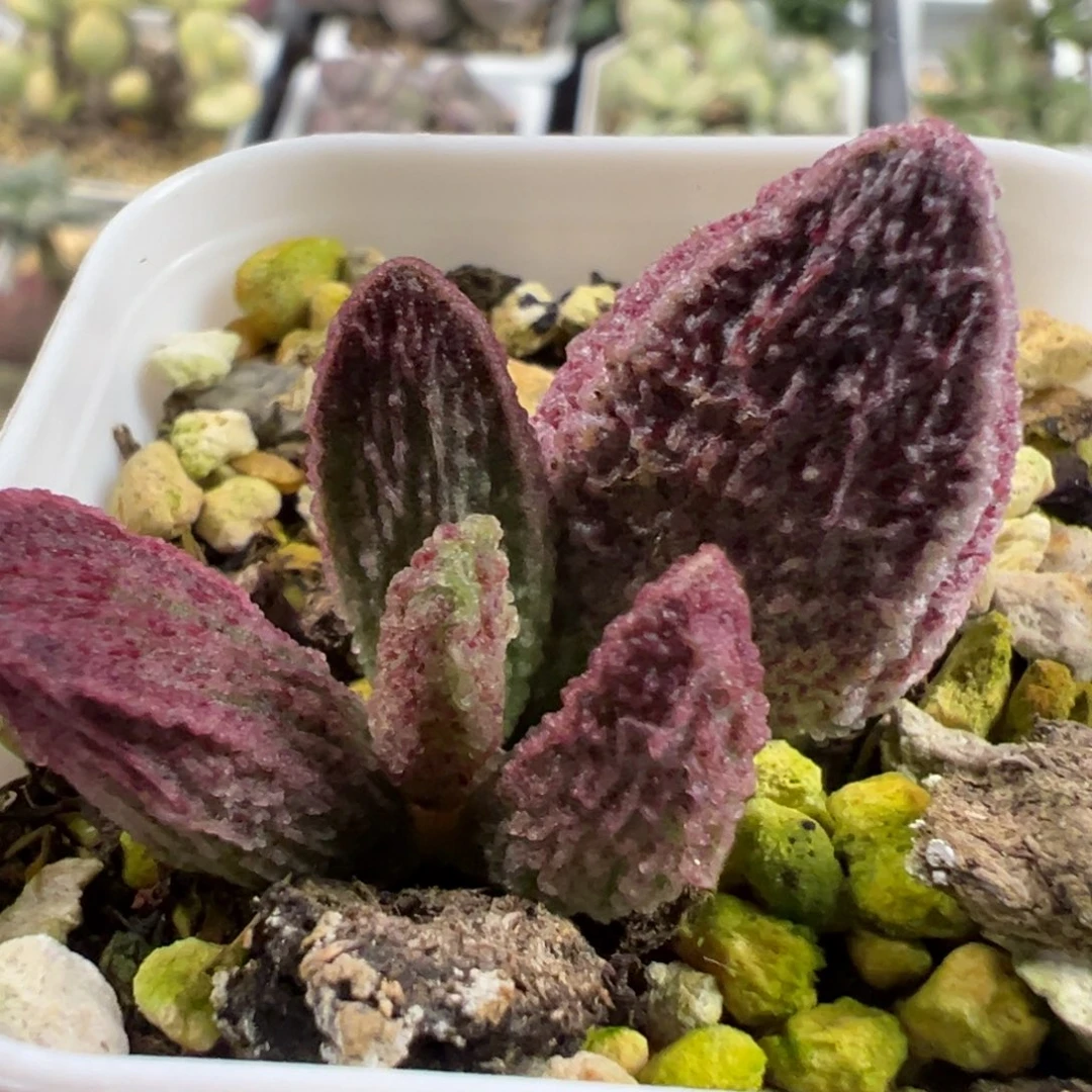 实生新品大苗多肉植物水泡多肉植物