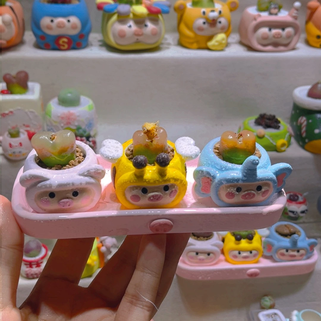 031高端多肉带盆土一套48