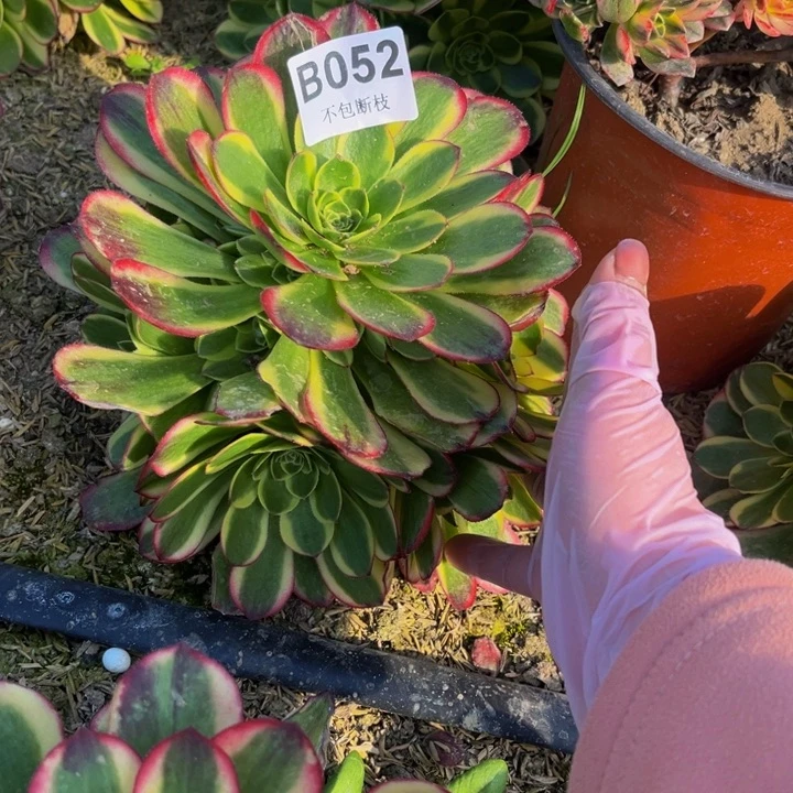 052奶白多肉法师不包断枝