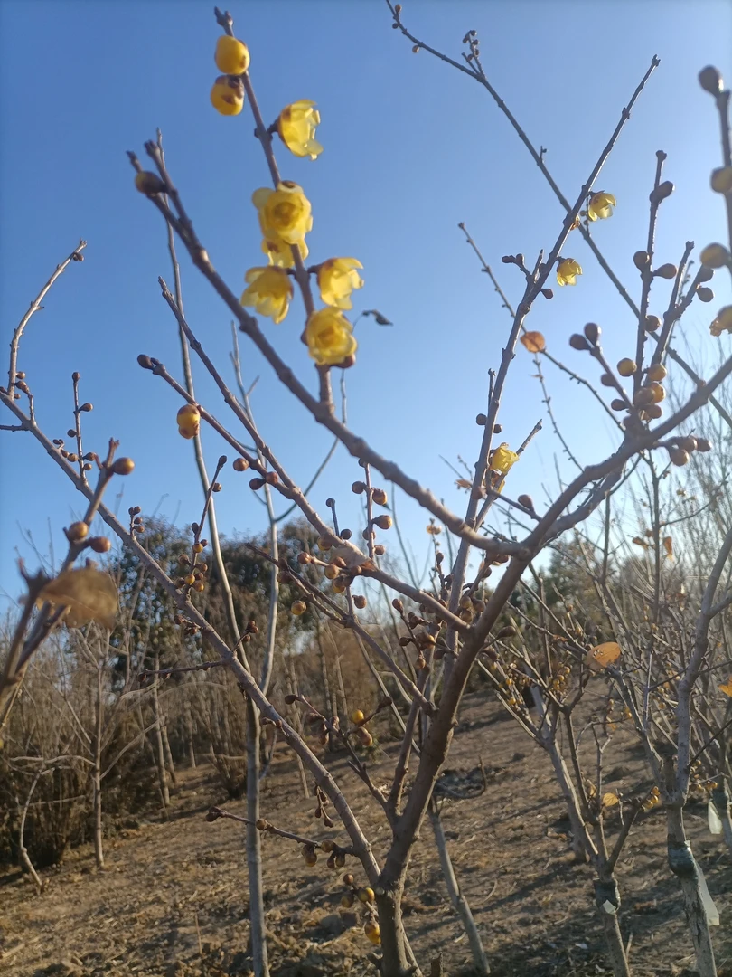 腊梅，冬天开花，满园花香