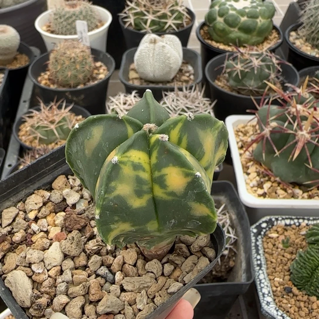 016实生鸾凤锦多肉4.8