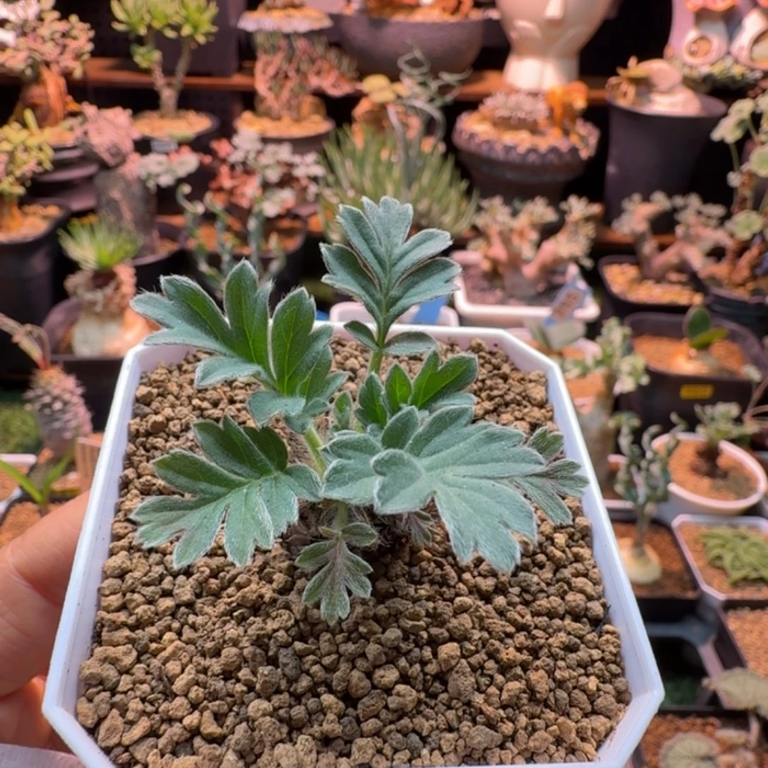 粉白花洋葵056 仙人掌