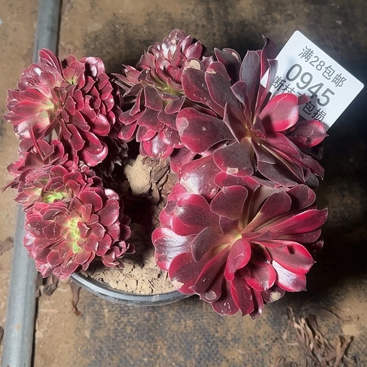 0945美杜莎缀多肉植物