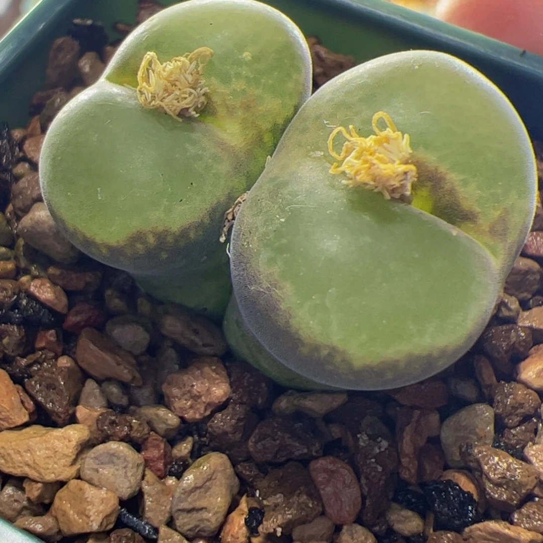 粉红女郎双头母本 028