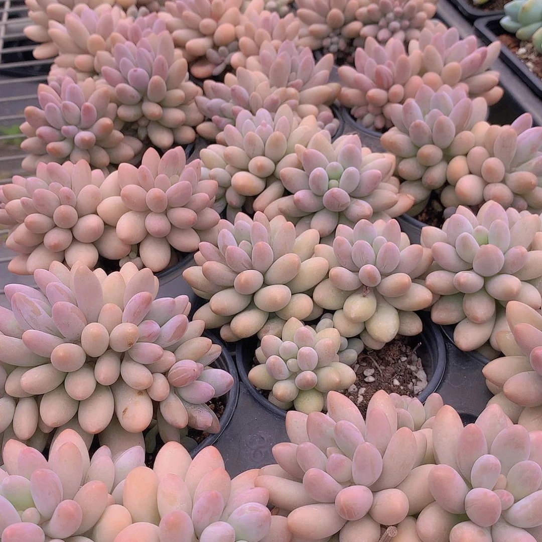 汤圆356788999900000