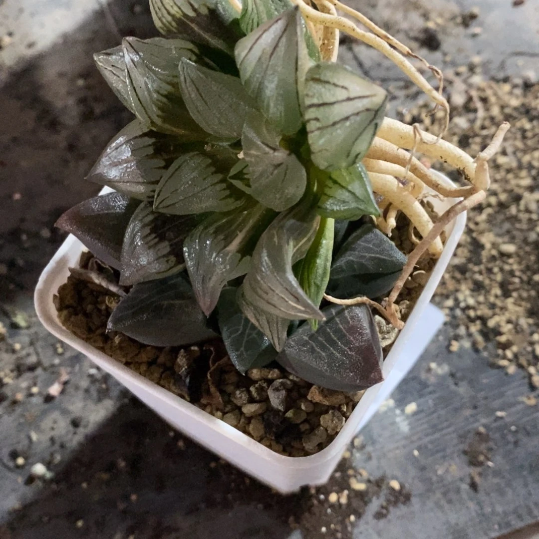 281 两颗一起 点赞福利。