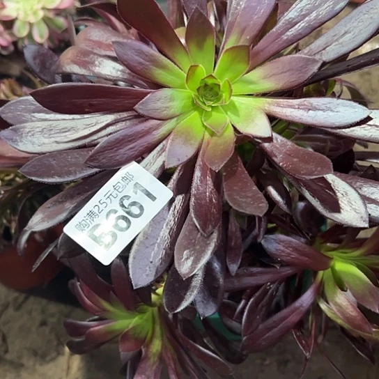 葛*梅多肉植物一个