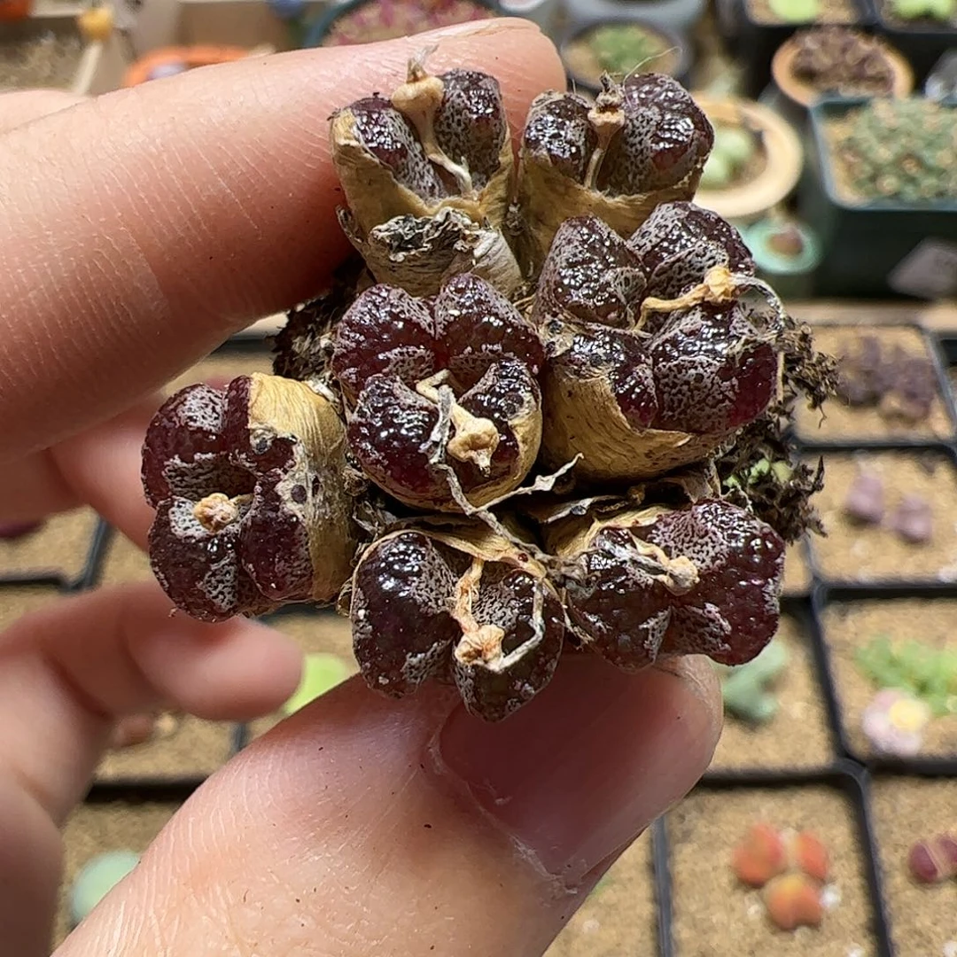 【闪购商品】254 蝴蝶