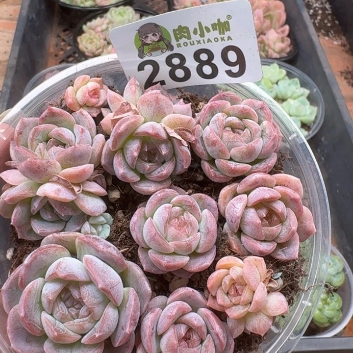 安****多肉植物多肉植物