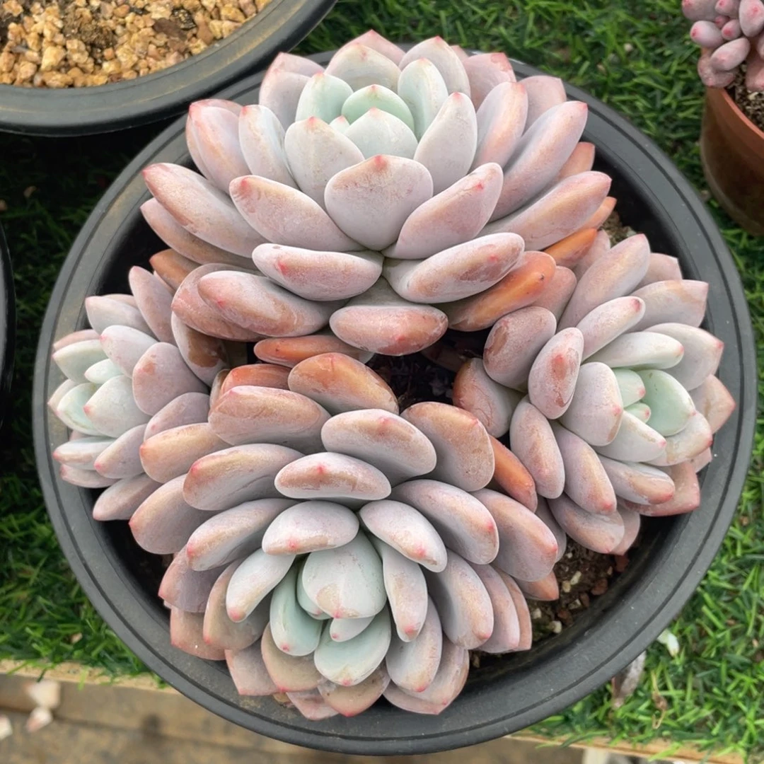 奥橙冠幅17 公分一物一拍