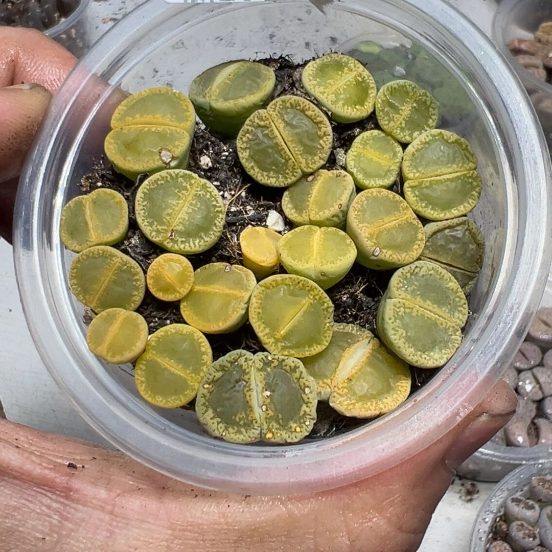 【闪购商品】 988。