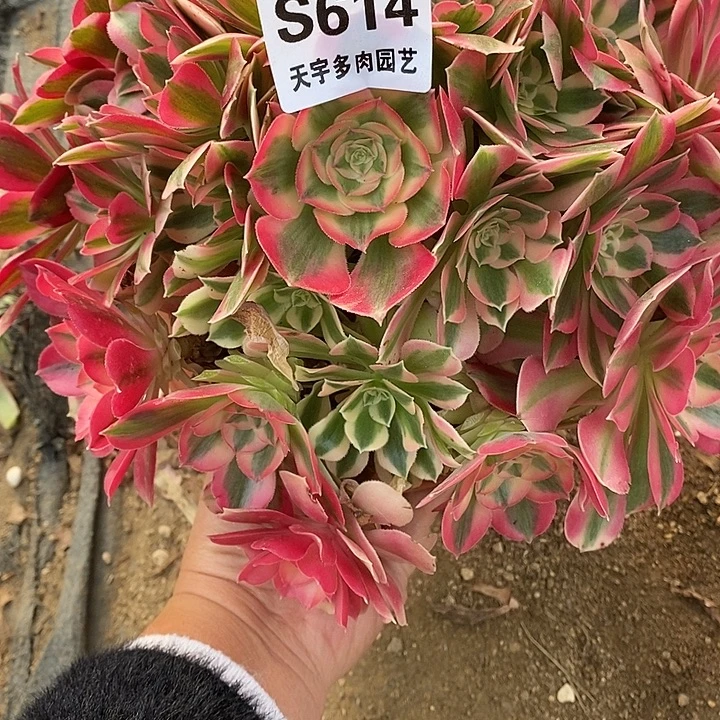 多肉植物女巫614多肉