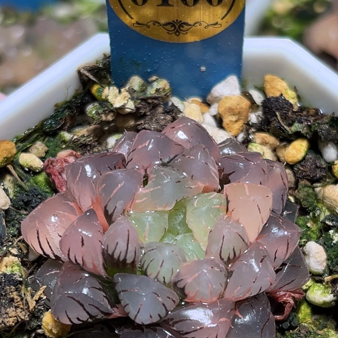 解**田恭喜发财大吉大利0160