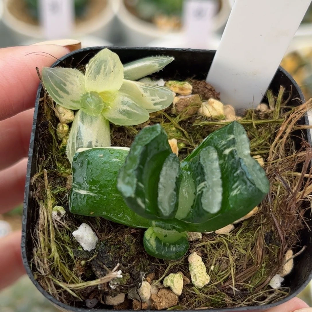 252糊斑龙爪玉露锦➕玉扇锦哈哈哈哈