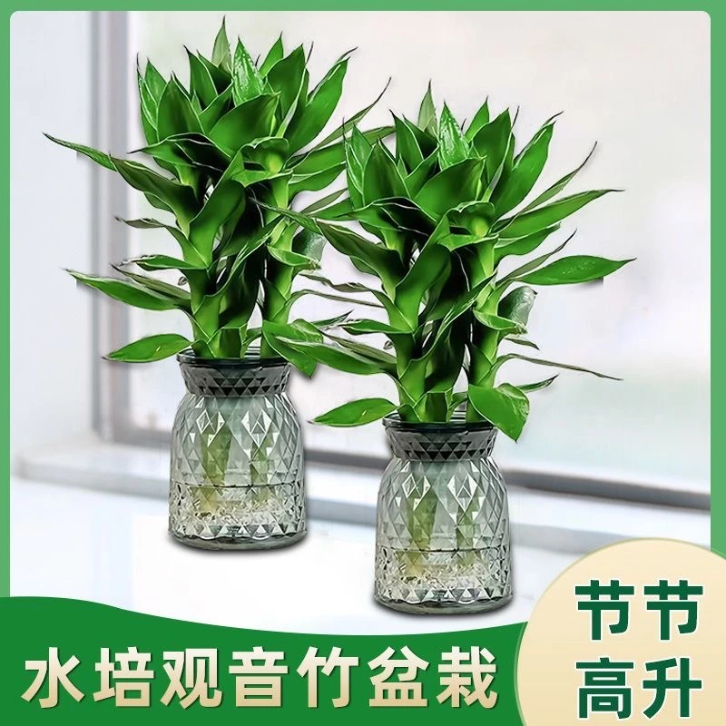 基地直发【2盆装】观音竹水培植物盆栽客厅办公室富贵竹水养绿植